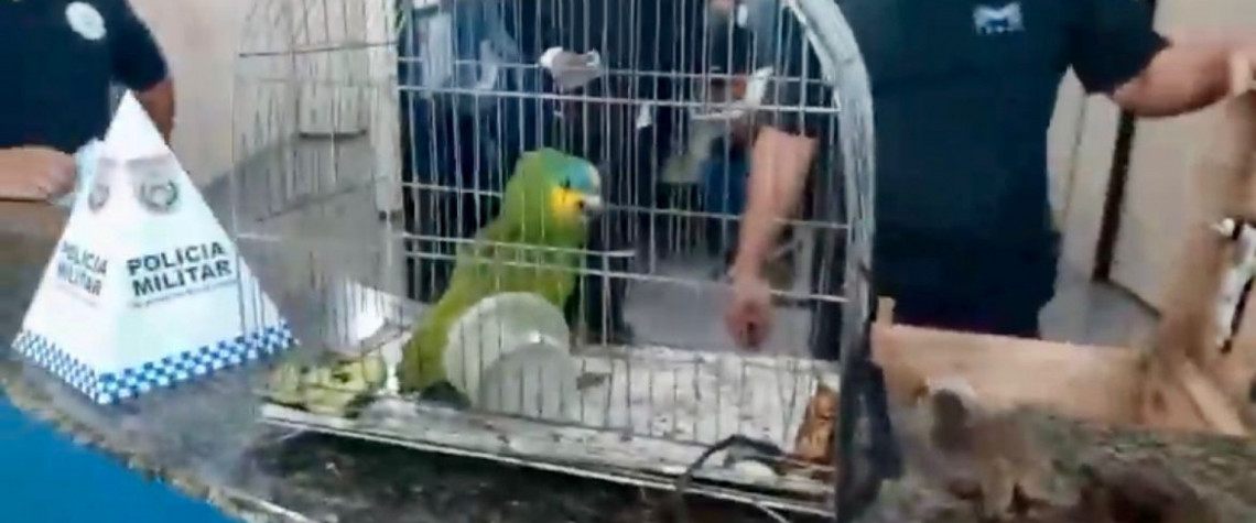 Homem é preso tentando vender filhotes de macaco em Angra dos Reis